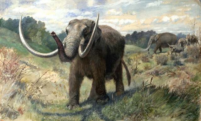 A magnificent Mastodon, illustrated by Charles Knight. (Image from here)