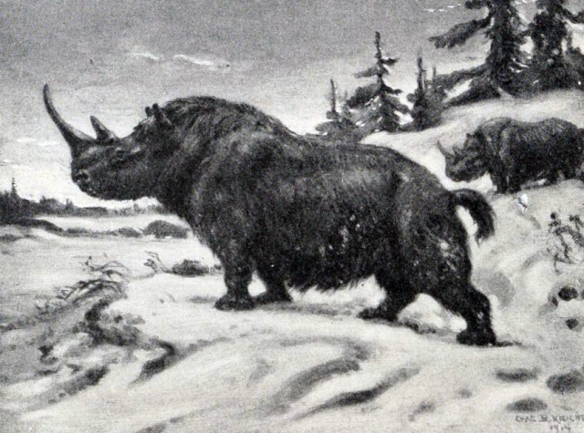 A Woolly Rhinoceros standing proudly by Charles Knight. (Image from here)
