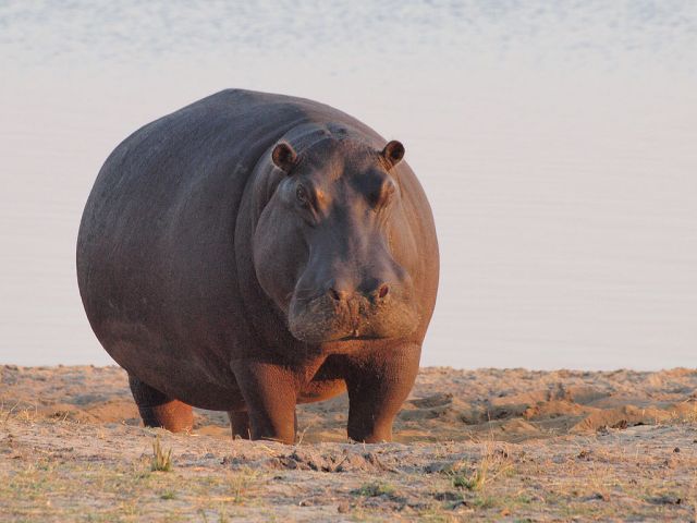 A big hippo out of the water. (Image from here)
