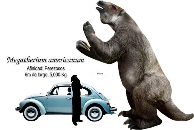 To see the true size of Megatherium, here is that classic blue VW Beetle with (Image from here)