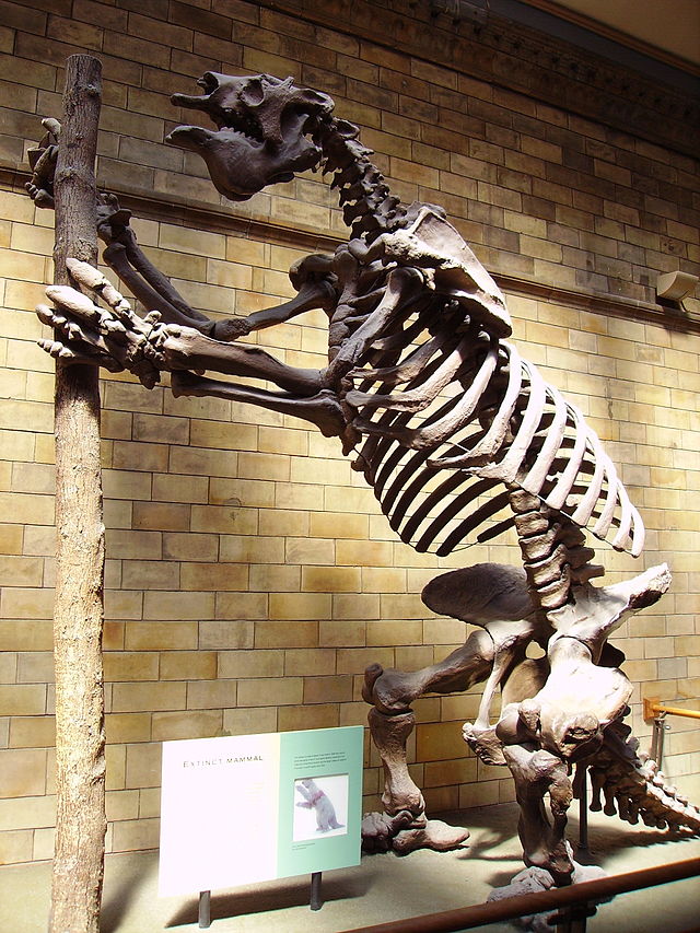 The truly awesome Goant Ground Sloth, Megatherium americanum (Image from here)