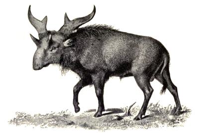 A wonderful old school illustration of Sivatherium, recreated to be a little moose like. Not the wonderful ornatment head. (Image from here).