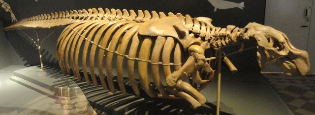 Skeleton of Hydrodamalis gigas from Bering island in the Helsink museum. Image via Wikimedia Commons