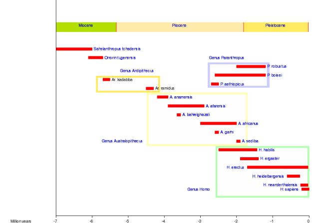 The several species of hominins through time (Image from Wiki Commons)