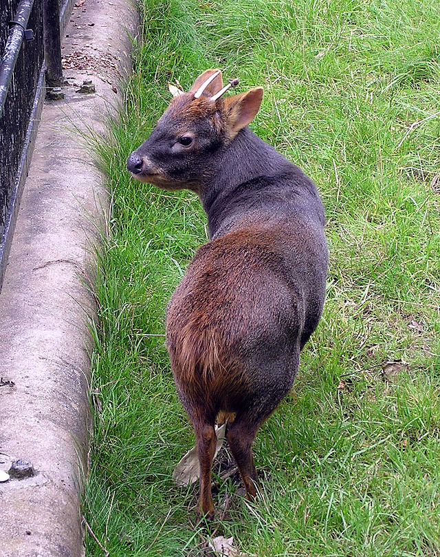 "Bristol.zoo.southern.pudu.arp" by Adrian Pingstone - Photographed by Adrian Pingstone. Licensed under Public Domain via Wikimedia Commons - http://commons.wikimedia.org/wiki/File:Bristol.zoo.southern.pudu.arp.jpg#/media/File:Bristol.zoo.southern.pudu.arp.jpg