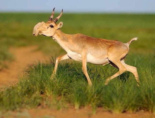 The gorgeous saiga antelope (