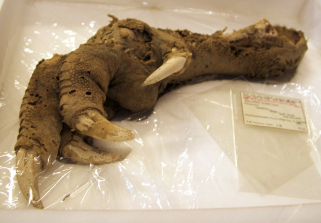 Mummified foot