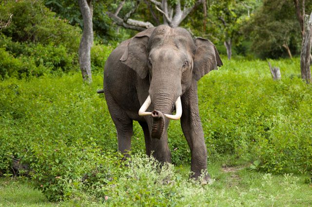 A beautiful Asian Elephant (Image by Yathin S Krishnappa, Public Domain)